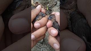 Download lagu 3 SUREFIRE WAYS TO DIFFERENTIATE MALE AND FEMALE EMPRIT CHICKENS #shorts mp3 Download lagu 3 SUREFIRE WAYS TO DIFFERENTIATE MALE AND FEMALE EMPRIT CHICKENS #shorts mp3