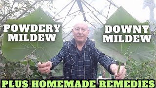 Powdery Mildew & Downy Mildew Plus Remedies [Gardening Allotment UK] [Grow Vegetables At Home ]