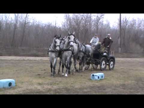 6-year-old four in hand