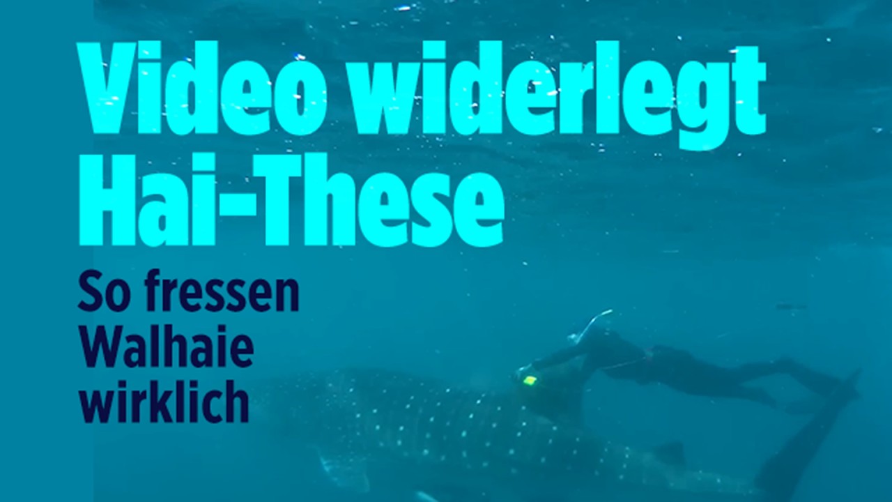 Walhai-Theorie wackelt: Die Meeresriesen jagen anders als gedacht!