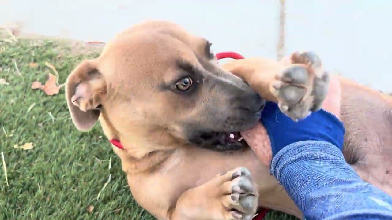 PROSPERITY (Available Aug 18), a ADOPTABLE mixed breed in Wasco, CA video 6/6