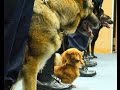 小さい体生かせ！ミニチュアダックスフントが警察犬に ミニチュアダックスの警察犬が登場