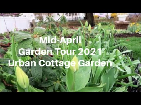 Urban Cottage Garden Tour | 3rd week of April 2021 | What's next to bloom? |  Catherine's Garden