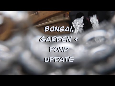 Bonsai, Garden & Pond Update (21/03/2021, Koi, UK)