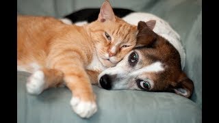 Приколы с Котами. Смешные кошки 2018. Приколы с животными и детьми.