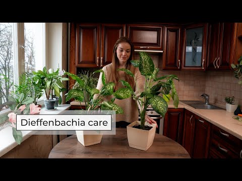 , title : 'Dieffenbachia Plant Care Guide | Dumb Cane Care'