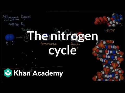 The nitrogen cycle | The flow of energy and matter | High school biology | Khan Academy