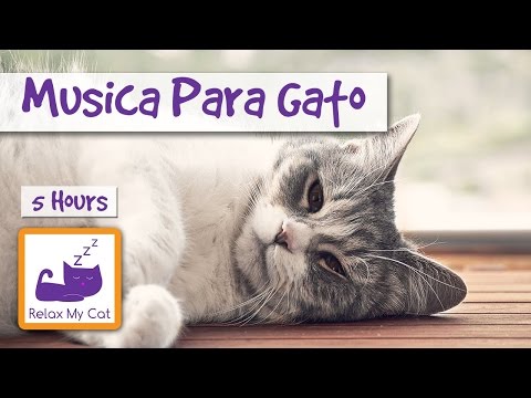 CINCO HORAS DE MÚSICA PARA GATOS