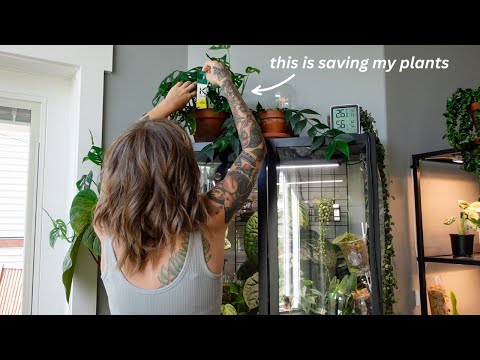 my new beneficial mite routine (for spider mites + thrips!) + thripocalypse round 2?? 😩