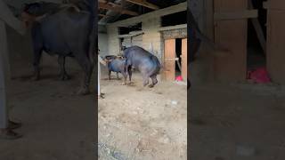 Download lagu Full video in Chanel 🔥 https://youtu.be/YSuUuskEllQ?si=MPOeVXARQhSR8g_W#viralvideos #cattleworld mp3 Download lagu Full video in Chanel 🔥 https://youtu.be/YSuUuskEllQ?si=MPOeVXARQhSR8g_W#viralvideos #cattleworld mp3