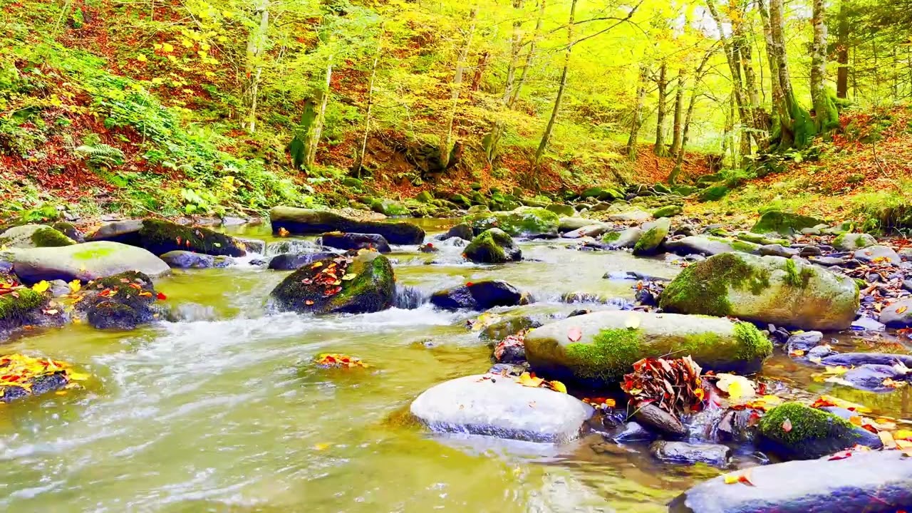 4K HDR Relaxing landscape with a mountain river flowing in the beautifully colored autumn forest.