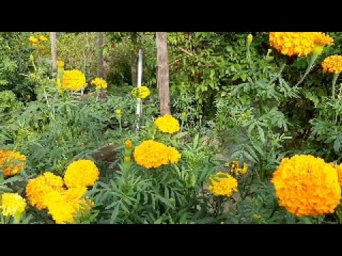 Marigold, a rich source of natural lutein and zeaxanthin - Melarosa #79
