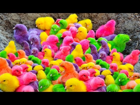 World Cute Chickens, Colorful Chickens, Rainbows Chickens, Cute Ducks, Cat, Rabbits,Cute Animals🐤🐣