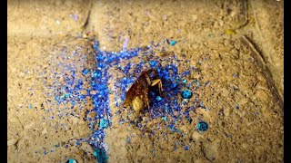 WINTER FAMILY - YALLAH