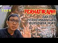Faktor Faktor Yang Mempengaruhi Dalam Proses Budidaya Ikan Hias