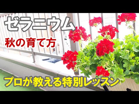 ゼラニウムをきれいに咲かせるにはどうすればいいですか？魔法の開花のヒント！  庭園