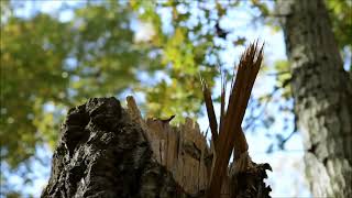 Olivia Newton John   Me and Bobby McGee