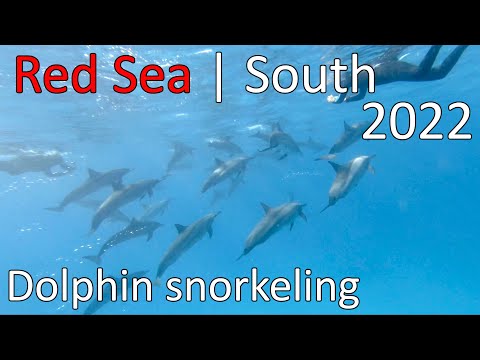 Diving Red Sea | South 2022 | Tauchen in Ägypten | Fury Shoal Delfin Schnorcheln
