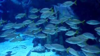 Moving targets: Counting fish in the Giant Ocean Tank
