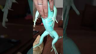 Download lagu Blue iguana 🦎🦎#iguana #shorts  @swipeup.official  Swipe up mp3