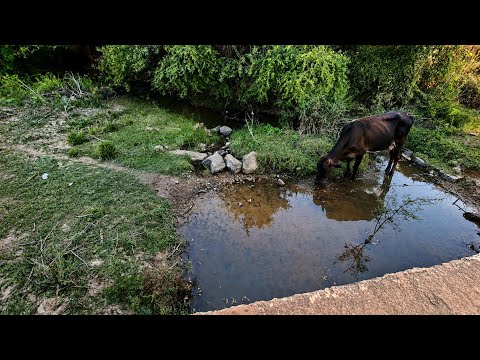 OS PRIMEIROS SINAIS DA SECA JÁ APARECEM MUNICÍPIO DE CATURAMA BAHIA 