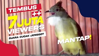 Download lagu SUARA BURUNG Cucak Jenggot Gacor Panjang Mantap PA... mp3