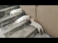 Padithora Pandi Labrador Puppies