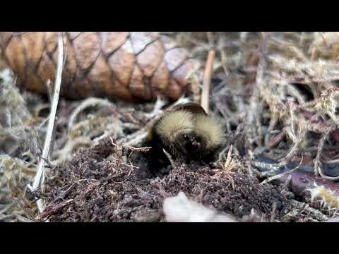 Bumblebee Queen  🐝 digging her nest to #hibernate the winter  2024