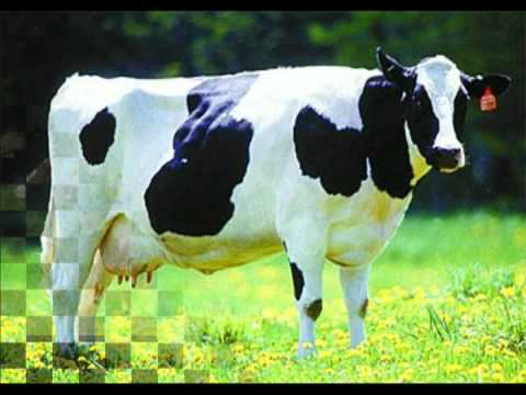 mi vaca lechera video de mono arcila adora la vaca lechera jajaja