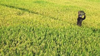 Nostalgic scenes: Paddy fields in Kerala 