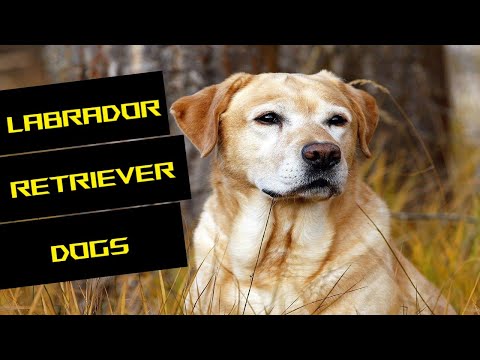 Labrador Retriever Dogs in English