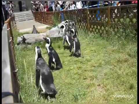 ペンギンのお散歩♪【名古屋港水族館】