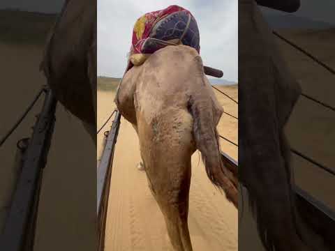 Camel Ride , Rajasthan | #camelride #camel #desert #desertsafari #dubai #indiashorts #shrots #viral