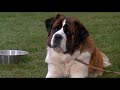 Best Scene Beethoven 1991 2