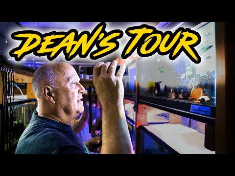 Two Master Breeders, One Massive Fish Room Tour