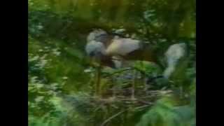 Time Warp - Bird Rave