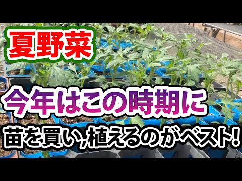 トマトのコーヒー粉の量はどれくらいですか?収穫量を向上させる最適な肥料  庭園