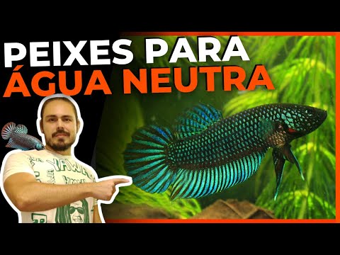 🔴TOP 5 PEIXES DE PH NEUTRO 7.0 ( PARA AQUÁRIOS ) |Mr. Betta|