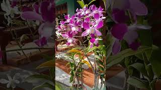 Download lagu Mohon maaf lahir dan batin 1446H mp3