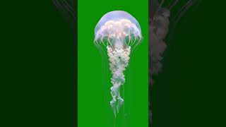 Download lagu Jellyfish drifting upward Green Screen Effect #greenscreen #sea #jellyfish #fish #chromakey #vfx mp3 Download lagu Jellyfish drifting upward Green Screen Effect #greenscreen #sea #jellyfish #fish #chromakey #vfx mp3