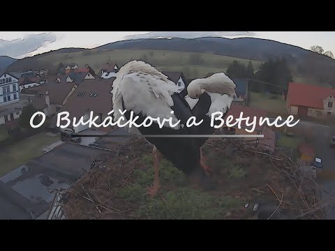 Ze života čápů - O Bukáčkovi a Betynce | From the life of storks - About Bukacek and Betynka