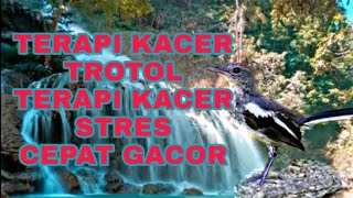 Download lagu TERAPI KACER TROTOLAN CEPAT GACOR mp3 Download lagu TERAPI KACER TROTOLAN CEPAT GACOR mp3