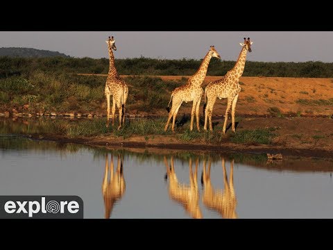 Видео: Африка