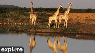 南アフリカ・マディクウェ動物保護区