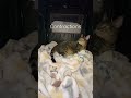 Birthing Kittens CONTRACTIONS 1