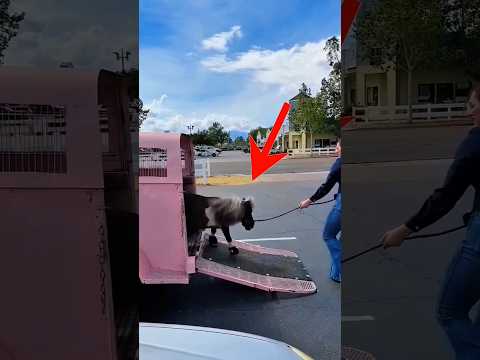 Над её лошадью смеялись, пока не увидели её поближе 🐴🥺 #Shorts
