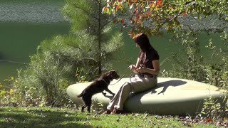 Download Lagu Puppy Training, Kona, Boykin Spaniel, Day 3: Beginning Sit and Wait Thumbnail