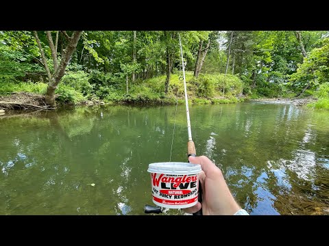 TROUT Fishing with LIVE WORMS