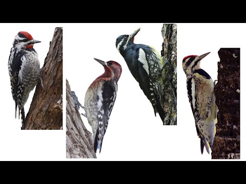 4 Species of Medium Sized Woodpeckers : Sapsuckers | Genus: Sphyrapicus, Family: Picidae