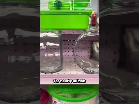 Fish bowls SUCK 😡